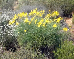 Euryops speciosissimus