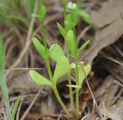 Valerianella radiata