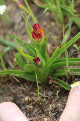Baeometra uniflora