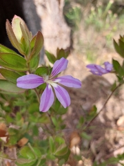 Scaevola platyphylla