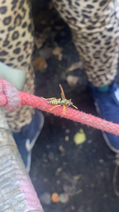 Polistes dominula