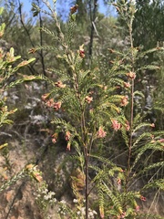 Passerina falcifolia