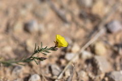 Fumana ericifolia