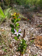 Scaevola platyphylla