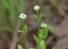 Valerianella radiata