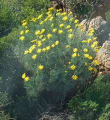 Euryops speciosissimus