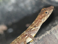 Anolis polylepis