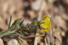 Fumana ericifolia