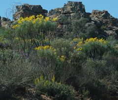 Euryops speciosissimus