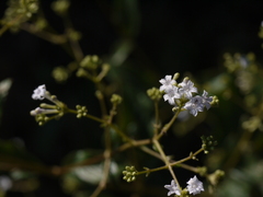 Spermadictyon suaveolens