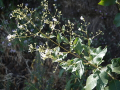 Spermadictyon suaveolens