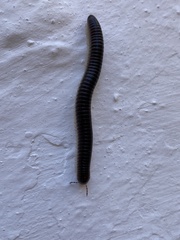 Pachyiulus flavipes
