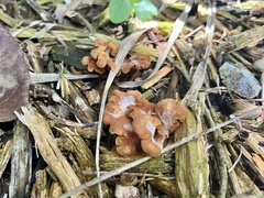 Pleurotaceae