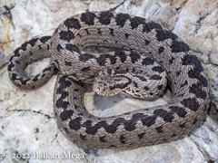 Anatolian Meadow Viper photo 2
