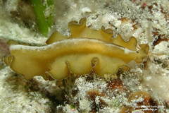 Pseudobiceros flowersi