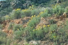 Euryops speciosissimus