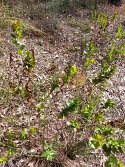 Scaevola platyphylla