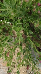 Dracocephalum peregrinum