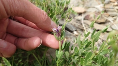 Dracocephalum peregrinum