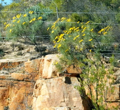 Euryops speciosissimus