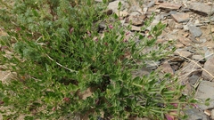 Dracocephalum peregrinum