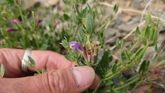 Dracocephalum peregrinum