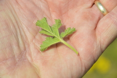 Pelargonium