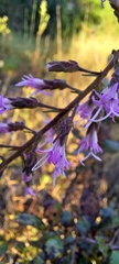 Liatris
