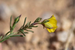Fumana ericifolia