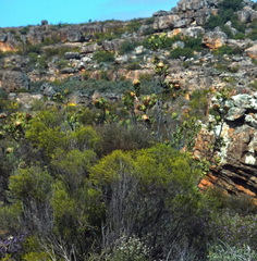 Protea glabra