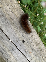 Pyrrharctia isabella