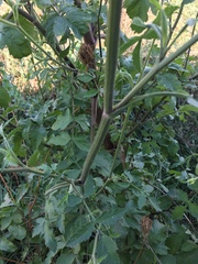 Opopanax hispidus