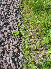 Campanula cervicaria