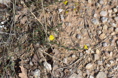 Fumana ericifolia