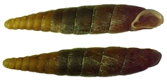 Clausiliidae