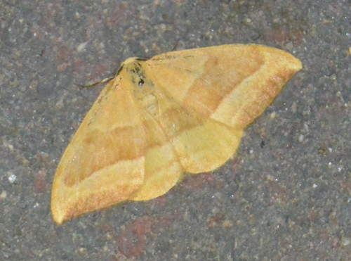 Barred Hook-tip