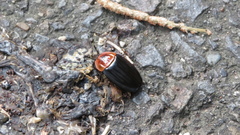 Necrophila brunnicollis