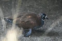 Phaps histrionica