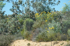 Euryops speciosissimus