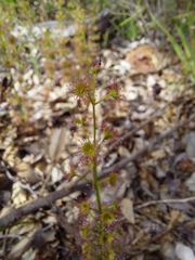 Drosera porrecta
