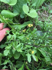 Sisymbrium officinale