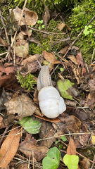 Helix pomatia
