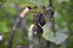 Dioscorea alata