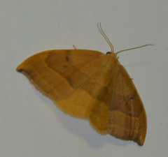 Watsonalla cultraria