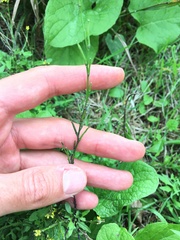 Sisymbrium officinale