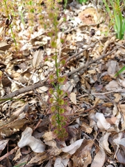 Drosera porrecta
