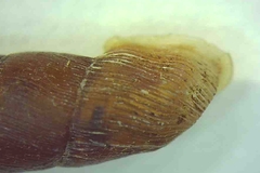 Clausiliidae