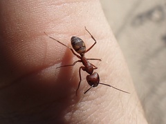 Camponotus socius