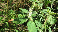 Perilla frutescens