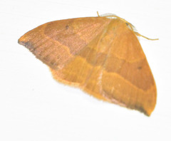 Watsonalla cultraria